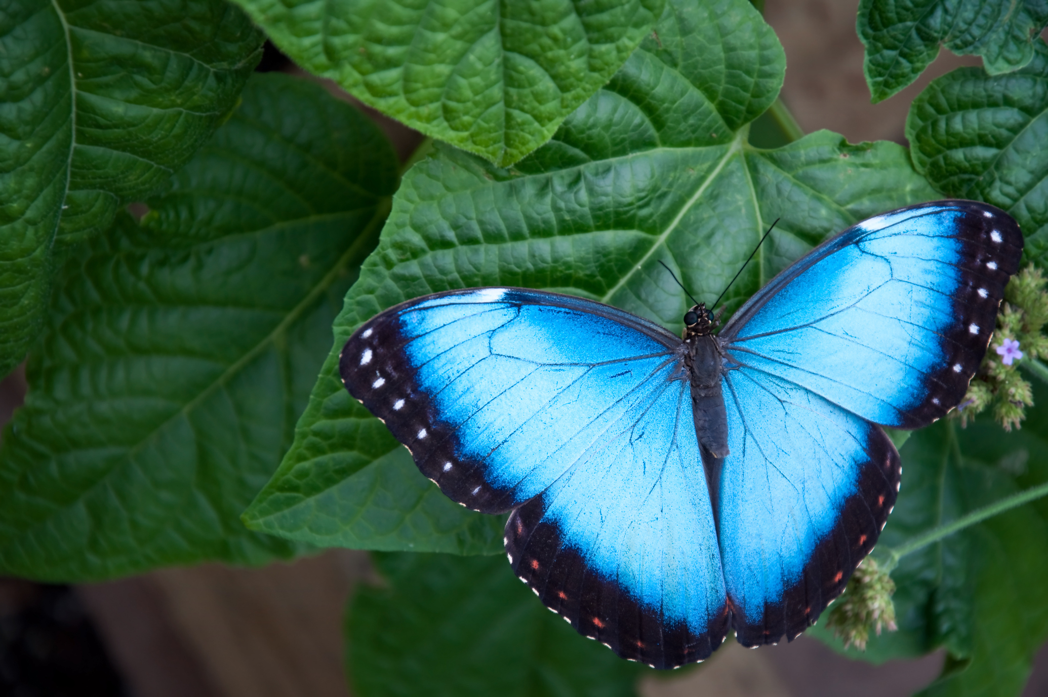 blue butterfly on large green leaf